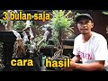 Cara Jitu Membuat Bonsai Dengan Cepat Hanya 3 Bulan Saja