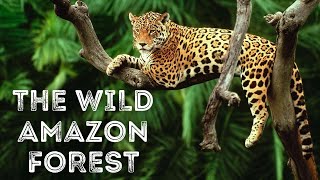 Amazon Rainforest | The Natives - Wildlife and Deforestation