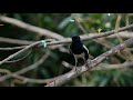 oriental magpie robin facts 🦜 occurring across most of indian subcontinent and southeast asia