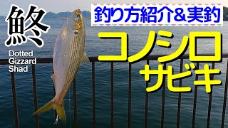 [初心者必見] コノシロのサビキ釣り：簡単釣り方・仕掛け紹介 (コノシロ釣り)