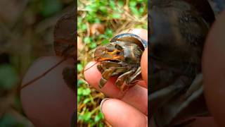 Berpetualang ke sungai mencari kelomang alaska - #hermitcrab #shortvideo