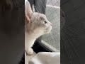 cat talking to a pigeon shorts