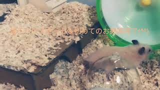 こはく日記4🐹地下ハウスセット＆初めてのお掃除