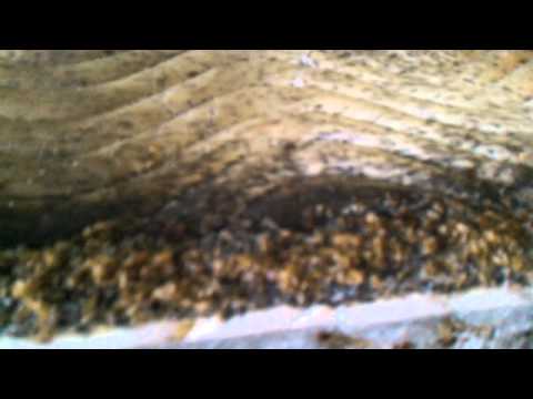 The sickest most infested Bed Bug job in Syracuse NY The sickest most infested Bed Bug job in Syracuse NY