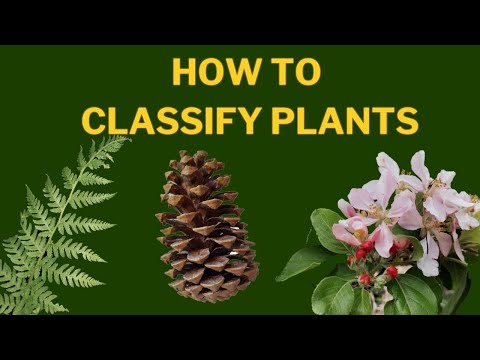 What is cassava classified as?