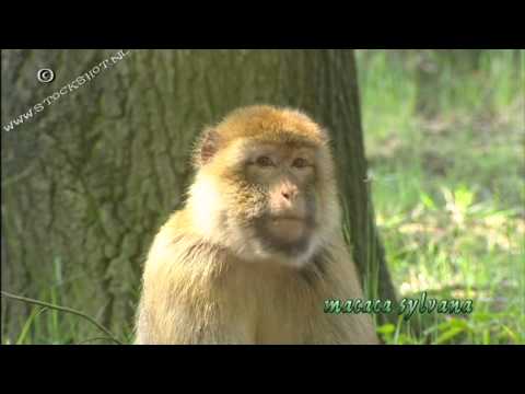 Macacos-de-gibraltar (Macaca sylvanus)
