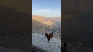 Jabal Jais Highest point in UAE.