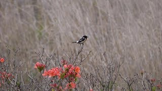 霧ケ峰高原のノビタキ（雄）のさえずり　その２（4K60P動画）