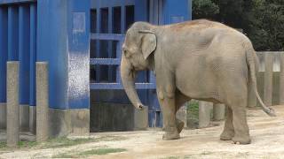 アジアゾウ (千葉市動物公園) 2017年9月24日