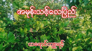 burmese audio story part 19အမုန့်သင့်လေပြည် လရောင်ကျူးရင့်