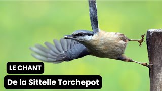 Le chant de la Sittelle Torchepot