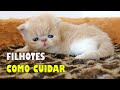 COMO CUIDAR DE GATO FILHOTE: do PARTO aos 4 meses - Gatil Hauser