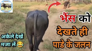 राजस्थानी भैंस का बहुत ही सुंदर वीडियो आपको देख कर मजा आ जायेगा पूरा वीडियो देखें #buffalo