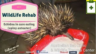 Echidna in care eating (spiny anteater)