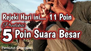 Rejeki hari ini..! 5 Perkutut Bagus berhasil kita Dapatkan @perkututChanelku #burung #perkutut