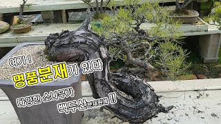 BUNJAE(분재) #40_여기에! 명품분재가 있다_백두산분재원_초보분재탈출