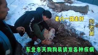 冬天是狗狗离开率最高的，尤其是寒冬的东北，容易诱发各类疾病 Dog rescue in China 20211205