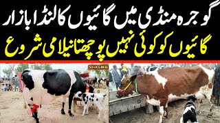 Today Gojra Maweshi Mandi | Fresh Cow Rates Update | Cow Mandi 2025