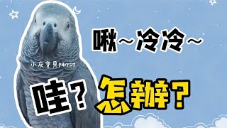 非洲灰鸚鵡問說：冷冷怎辦？超級無敵可愛❤| 鸚鵡 | 灰鸚 | 灰鸚鵡 | 鸚鵡說話 | 灰鸚鵡小灰寶貝@babygreyparrot