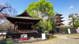 【上野散歩】不忍池～五條天神社～上野東照宮［iPhone］