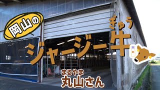 【ジャージー牛】蒜山（ひるぜん）の恵みで育つ牛　無駄のない牧場の循環とは？ - 岡山でがんばる生産者に取材