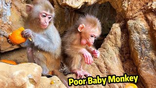 Poor baby monkeys and wild monkeys are cared for and cleaned by a single girl