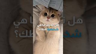 هل تعرف شخصية قطك؟ 💙🐈‍⬛