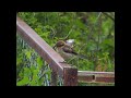 野鳥の動画20200524@犬山市 11 51頃曇り かわいいちびもず