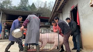 四川农村杀年猪也改革了，3百斤大肥猪轻松解决，这方法你见过吗