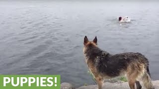 German Shepherd trained to rescue owner from lake