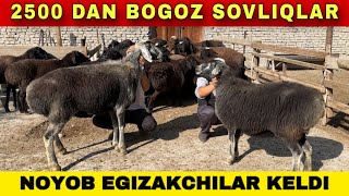 NOYOB EGIZAKCHILAR VA BOGOZ SOVLIQLAR KELDI