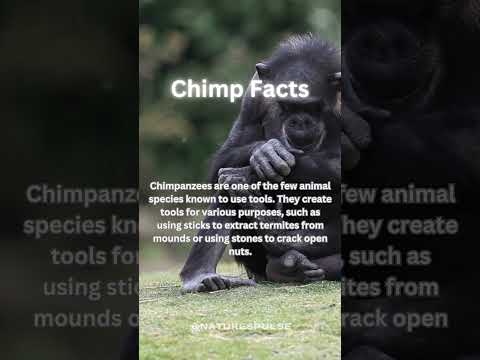 Why was the use of tools and weapons by chimps an important discovery for scientists?