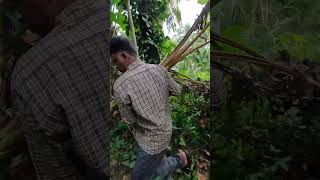 വാഴ വെട്ടി കമ്പോസ്റ്റ് ചെയ്യാം #naturefarming #fertilizer #farming #farmingsystem #gardeningtips