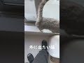 洗濯物を取り込もうとすると猫がこうなる