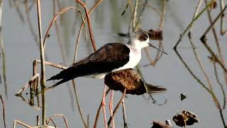 Black winged Stilt（Himantopus himantopus）黑翅長腳鷸 11 6 19 Long Valley, Sheung Shui 上水塱原