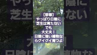 【悲報】やっぱり日陰に芝生は育たない。でも大丈夫！日陰に強い植物なら育つよ