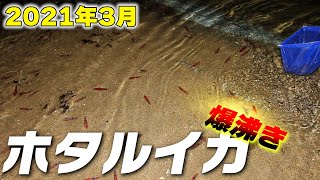 【ホタルイカの身投げ2021】富山湾の神秘が爆沸きしていたw