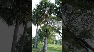 Elbow Palm Tree 🌴ដើមត្នោតកែង #cambodia #shorts #short