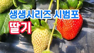 [생생시리즈] 시범포 - 담양 와우리 죽향딸기 (4부)