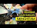 PENYEBAB DAUN SUKULEN MENGHITAM DAN BAGAIMANA CARA MENGATASINYA