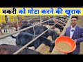 बकरी को मोटा करने का रामबाण खुराक | Bakri ka dana kaise taiyar karen | Goat farming