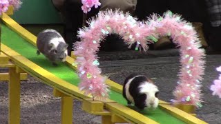 テンジクネズミ（モルモット）のおかえり橋 （智光山公園こども動物園）Over bridge of Guinea pig