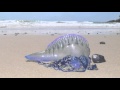 Blue Bottle Jellyfish - Australian Beach | Short Documentary