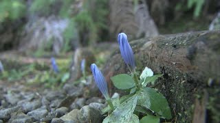 世界遺産の熊野古道で「アサマリンドウ」の花が見ごろ　三重・紀北町