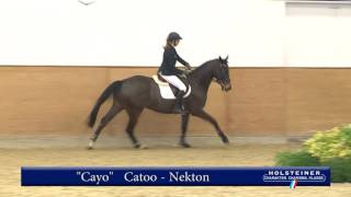 113. Cayo v. Catoo - Nekton