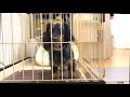 【ダックスの可愛い鳴き声】ケージから出してもらおうと、あらゆる鳴き方でアピールする愛犬