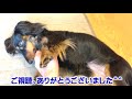 【ダックスの可愛い鳴き声】ケージから出してもらおうと、あらゆる鳴き方でアピールする愛犬