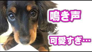 【ダックスの可愛い鳴き声】ケージから出してもらおうと、あらゆる鳴き方でアピールする愛犬