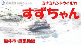 石川県で行方不明の人気イルカ「すずちゃん」、福井で目撃!?　鷹巣漁港