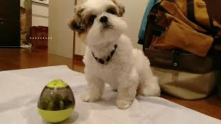 シーズー犬もぐ☆もぐとたまちゃん②【試行錯誤】---Mogu the shihtzu☆Mogu and egg ②【trial and error】